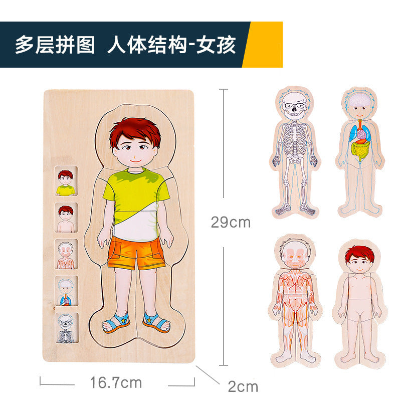 onshine multi-layer puzzle boy and girl human body structure children's intelligence wooden play early education educational toys 2-3-4